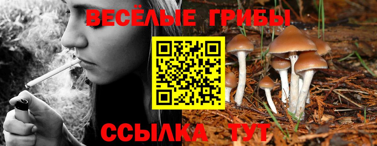 Псилоцибиновые грибы Cubensis Белгород